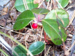 Wintergreen