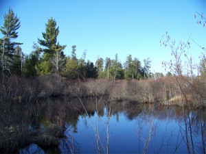 Wetland